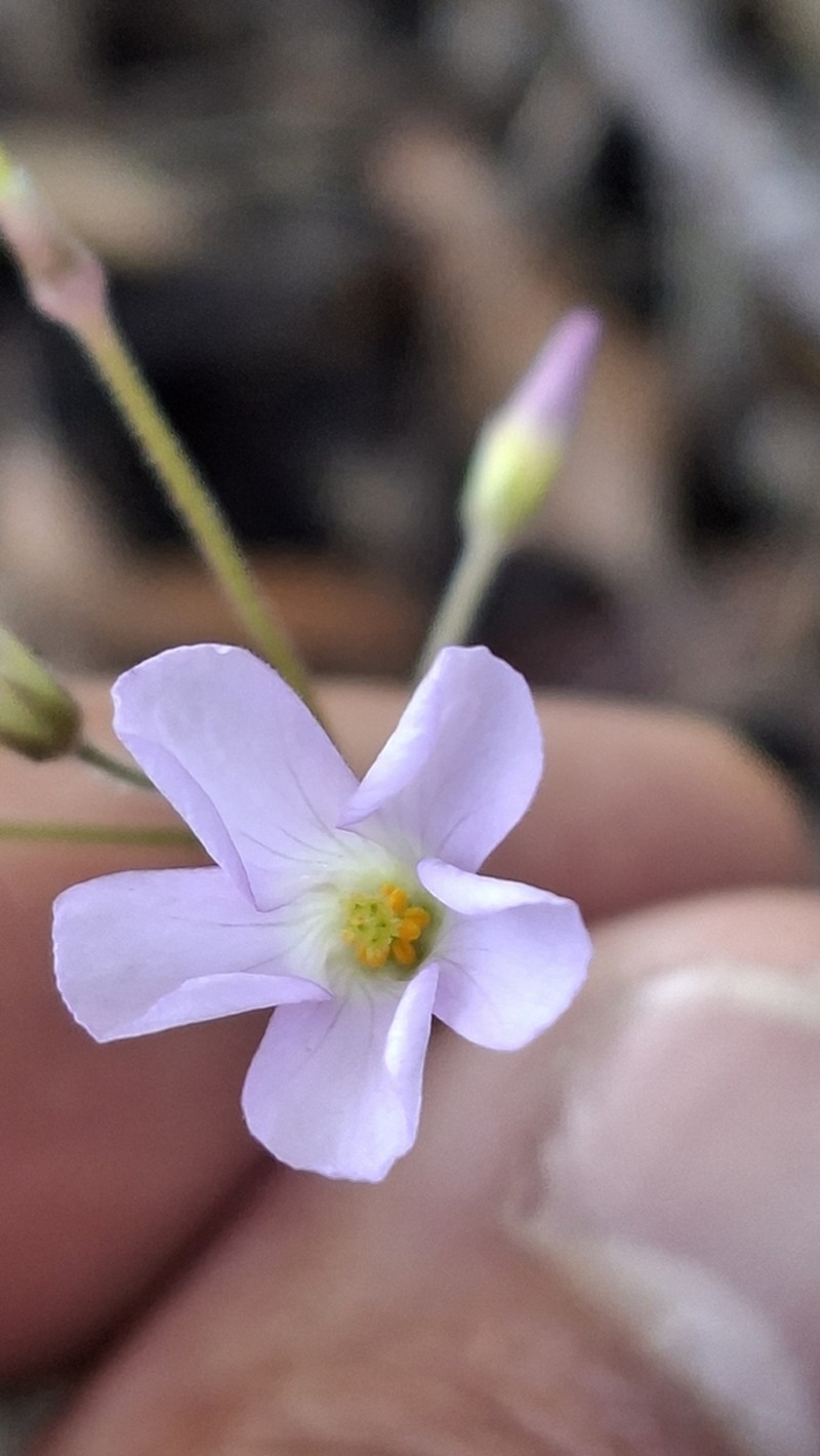 Oxalis purpurata photo 6