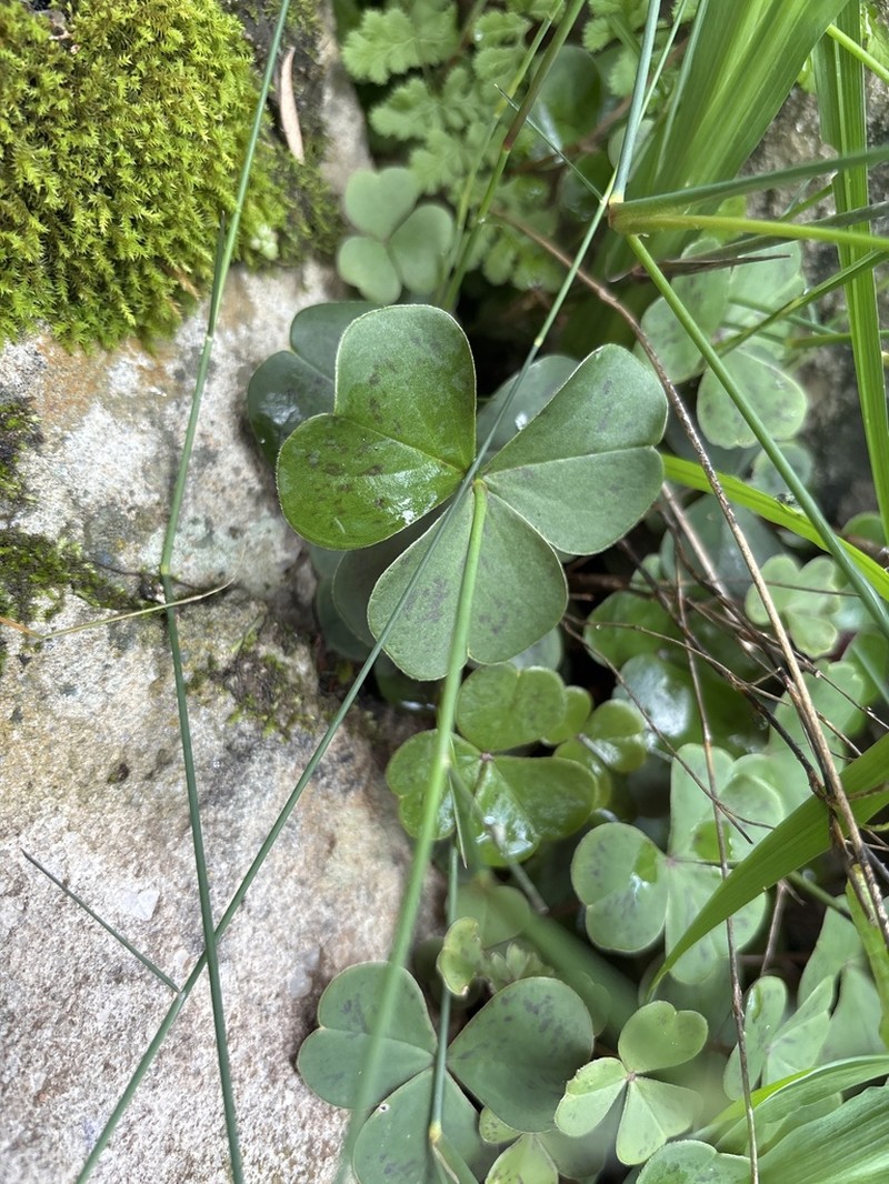Oxalis purpurata photo 7