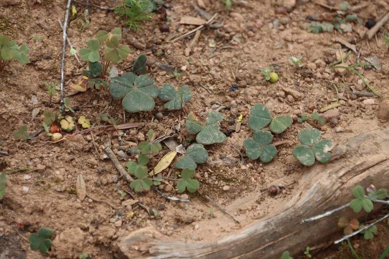 Oxalis purpurata photo 8