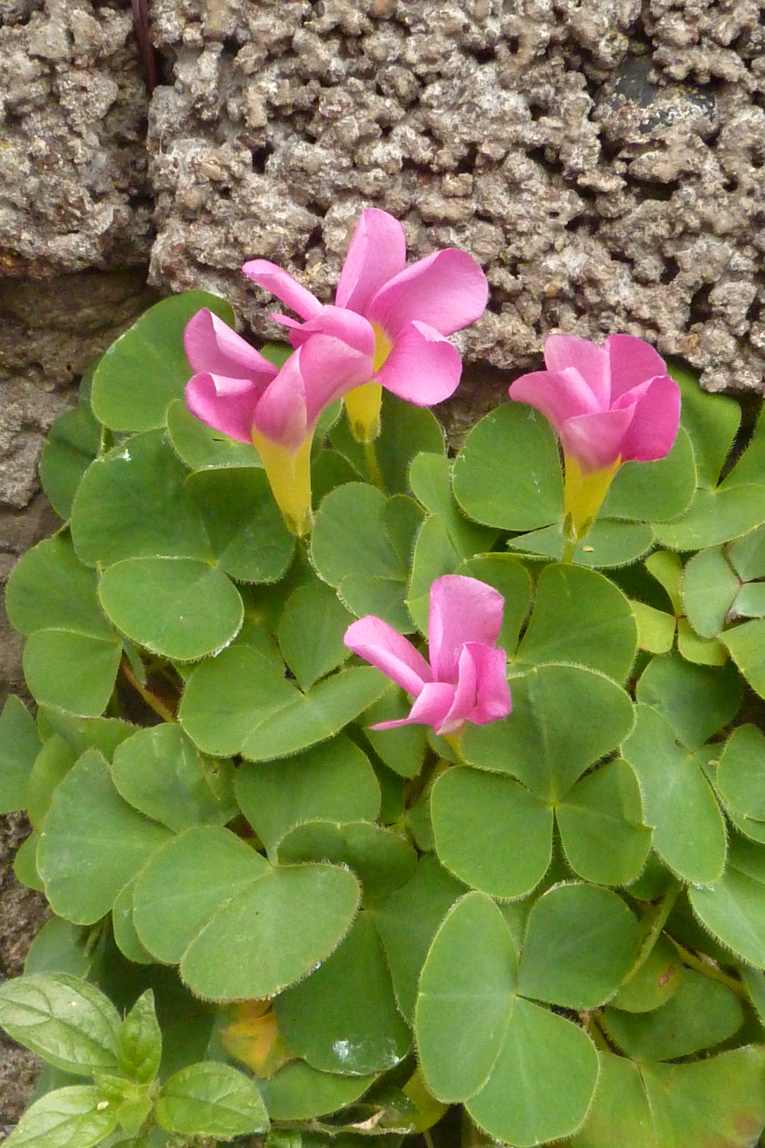 Purple Woodsorrel photo 7