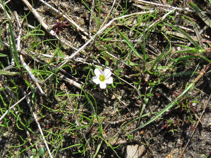 Oxalis pusilla photo 2