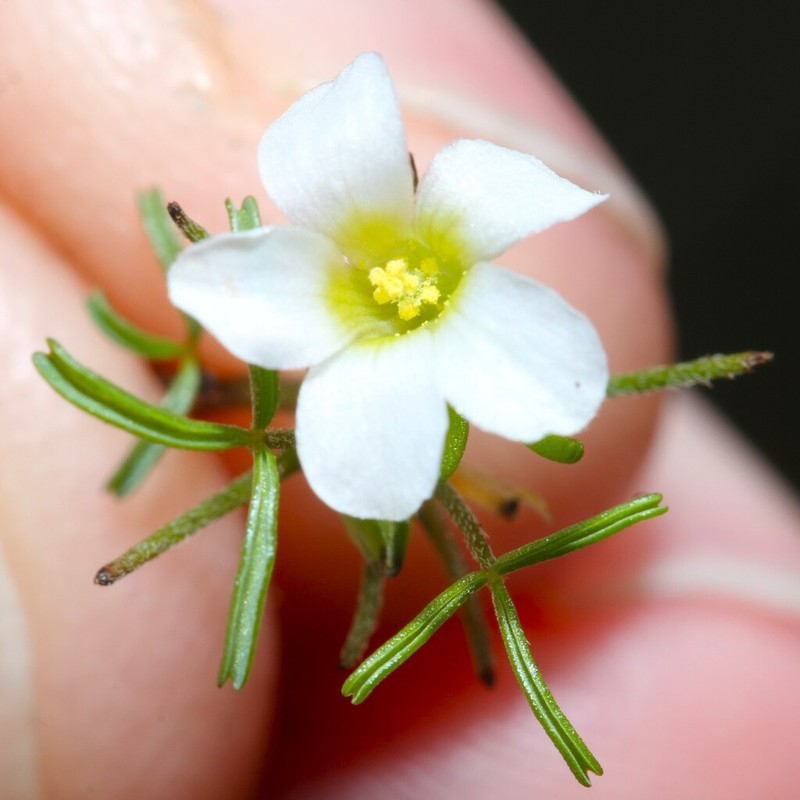 Oxalis pusilla photo 3