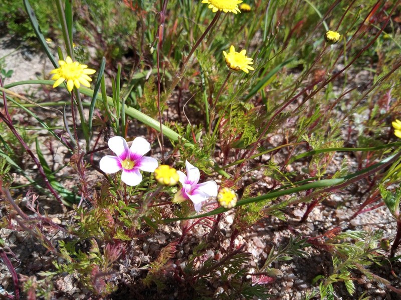 Oxalis pusilla photo 4