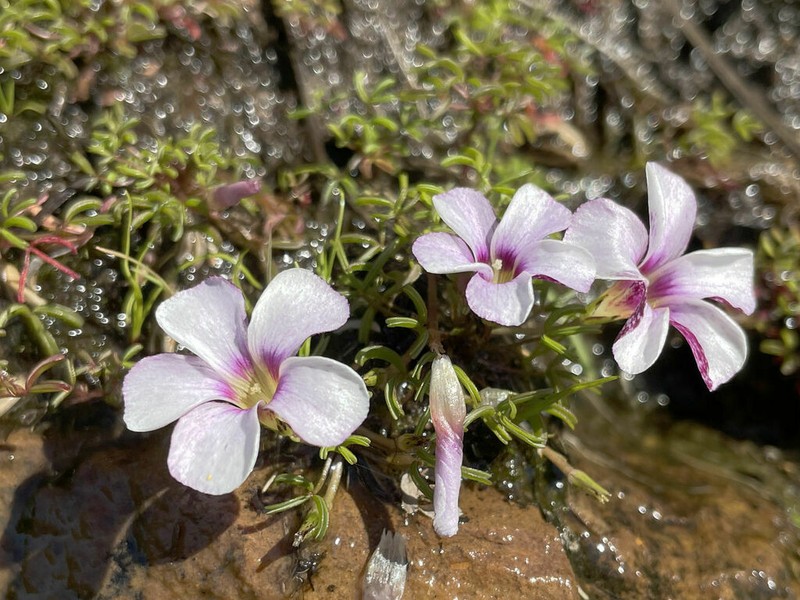 Oxalis pusilla photo 5
