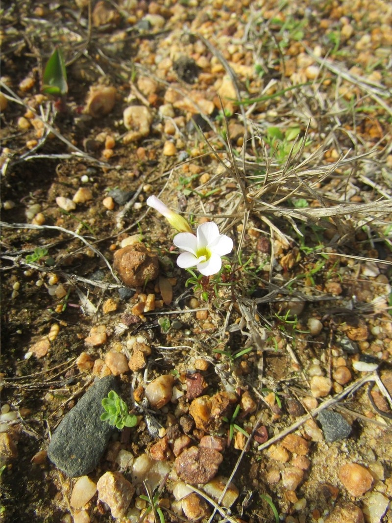 Oxalis pusilla photo 6