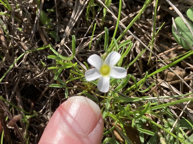 Oxalis pusilla photo 7