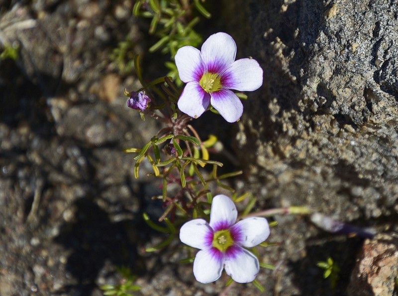 Oxalis pusilla photo 8