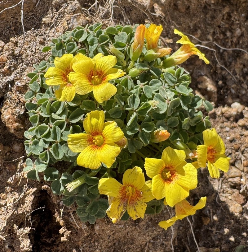 Oxalis pycnophylla