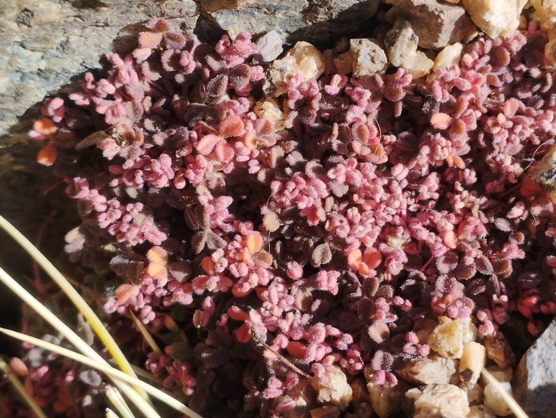 Oxalis pycnophylla photo 2