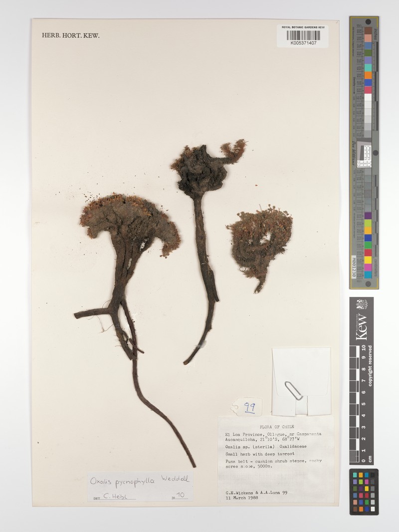 Oxalis pycnophylla photo 3