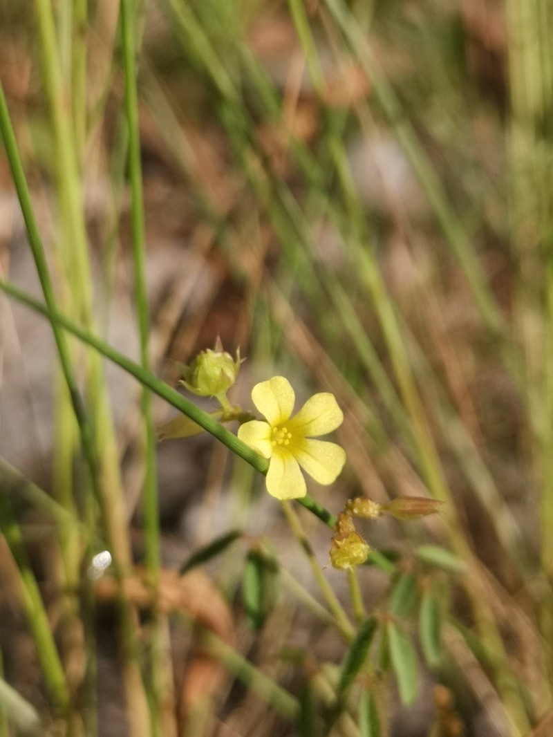 Oxalis pyrenea