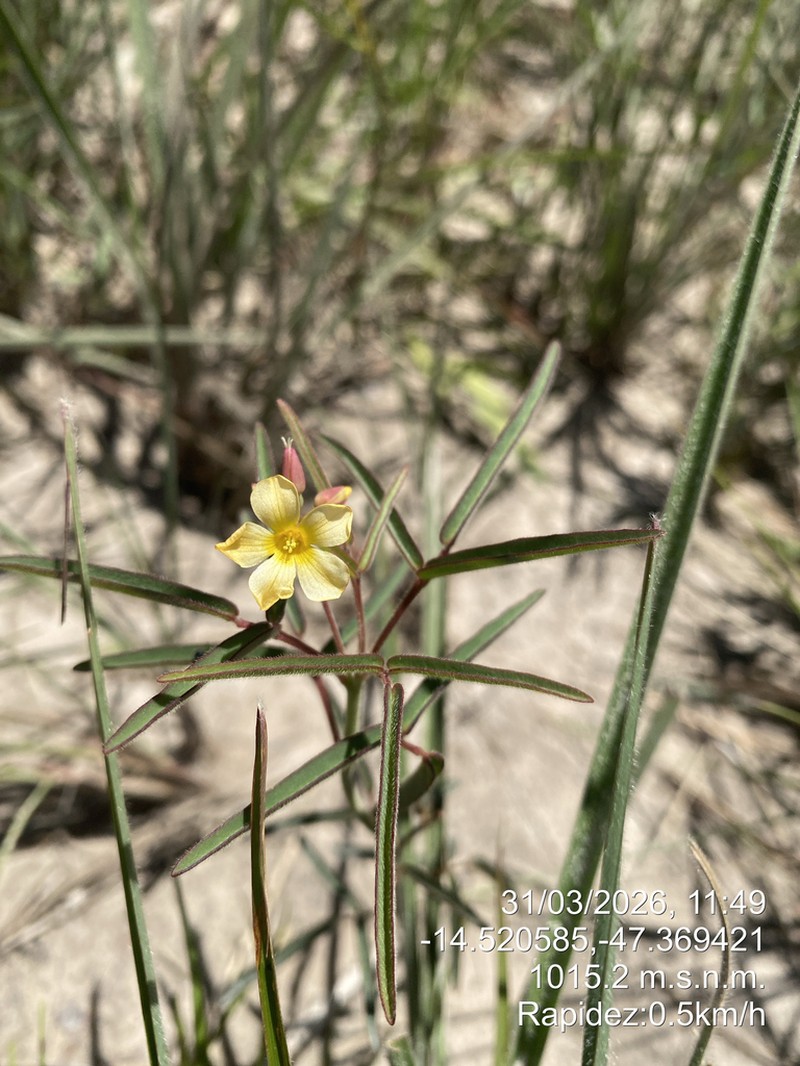 Oxalis pyrenea photo 2