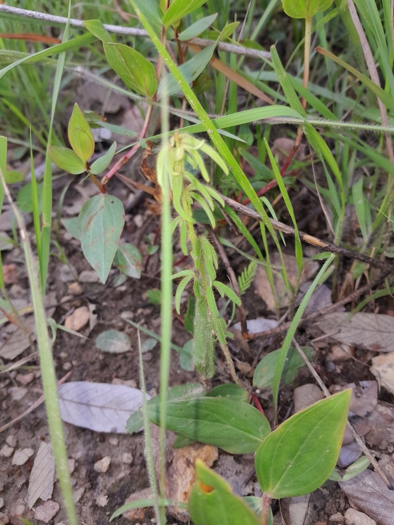 Oxalis pyrenea photo 3