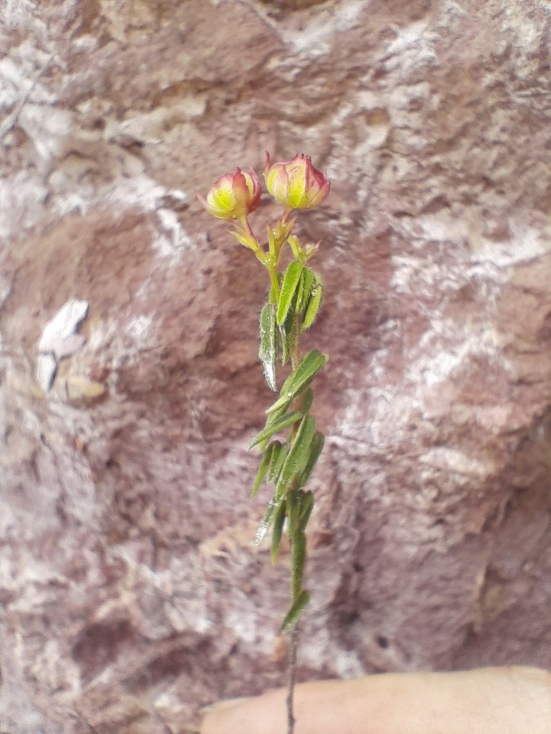 Oxalis pyrenea photo 5