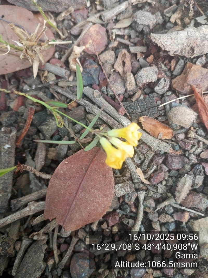 Oxalis pyrenea photo 6