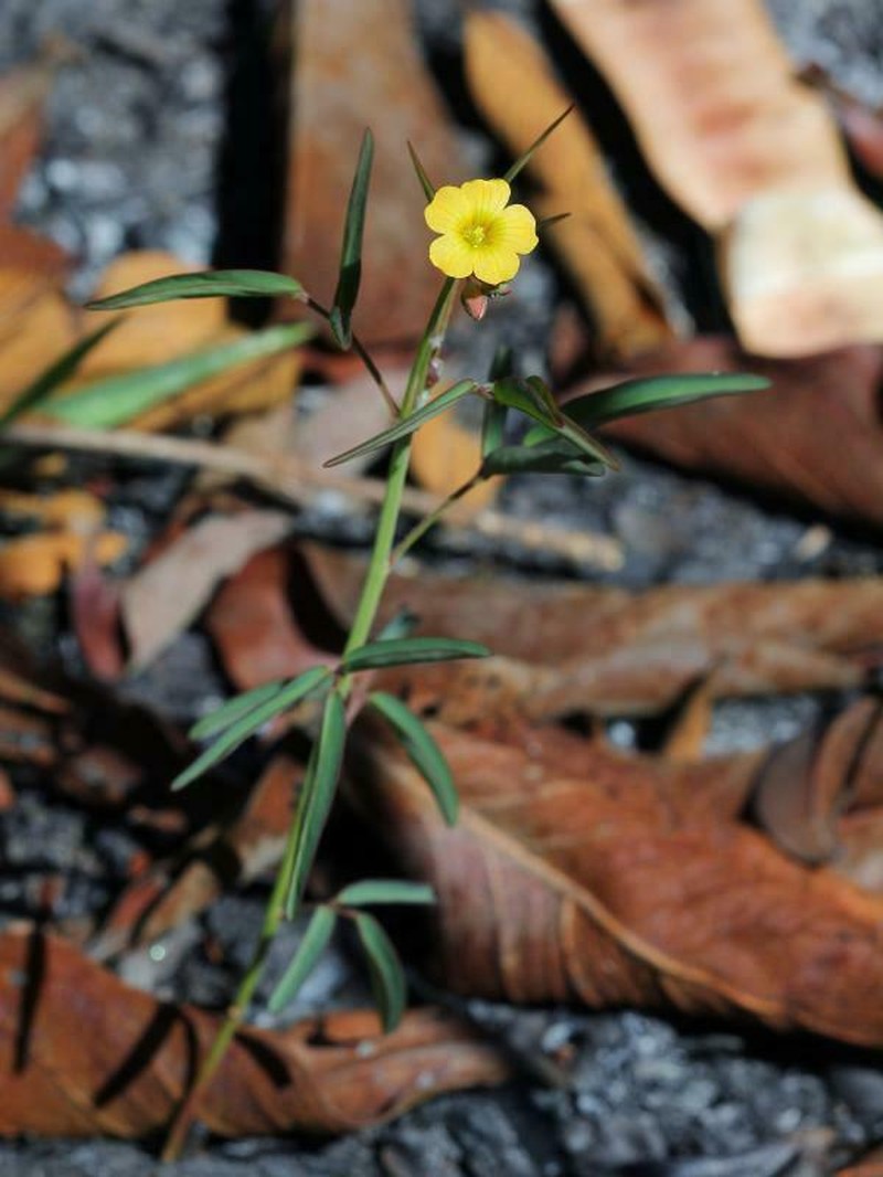 Oxalis pyrenea photo 7