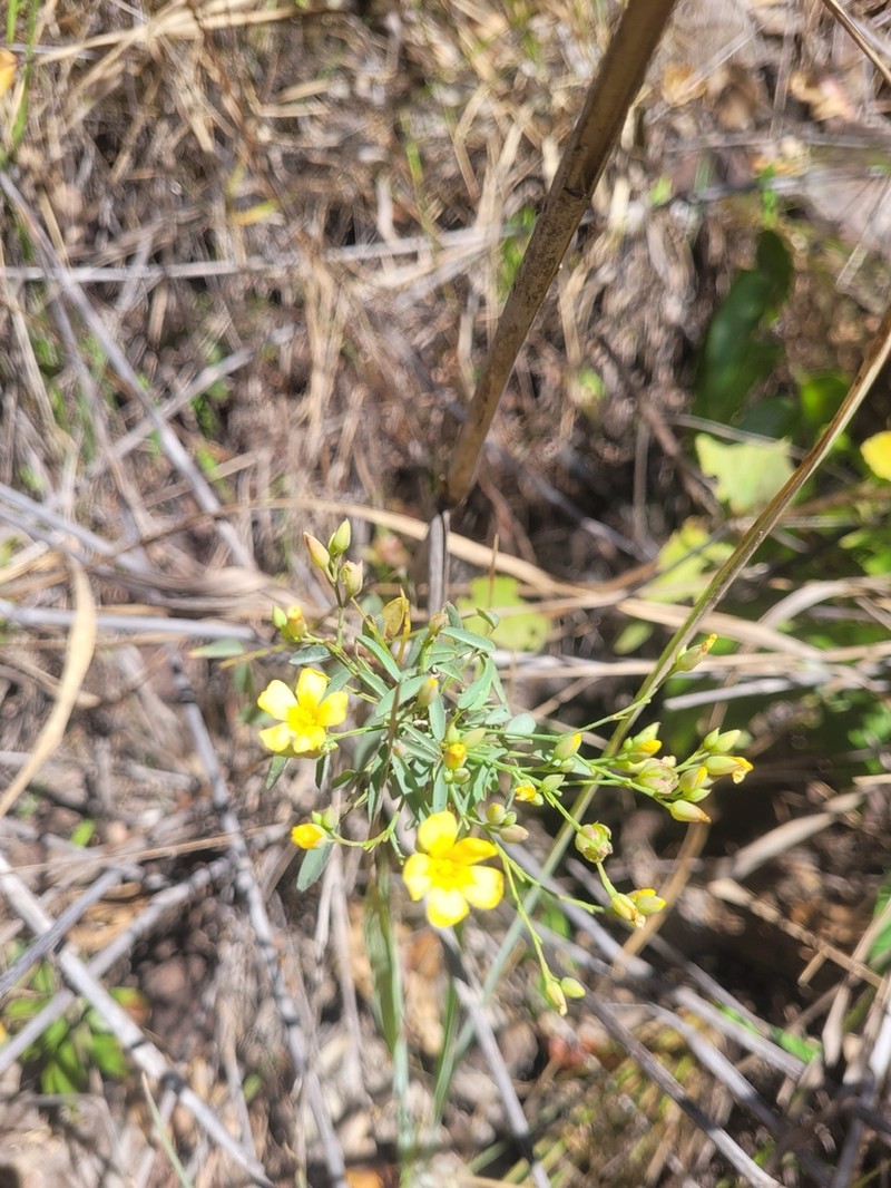 Oxalis pyrenea photo 8