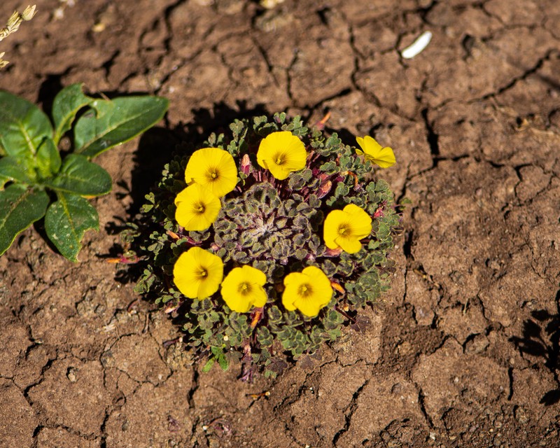 Oxalis ranchillos
