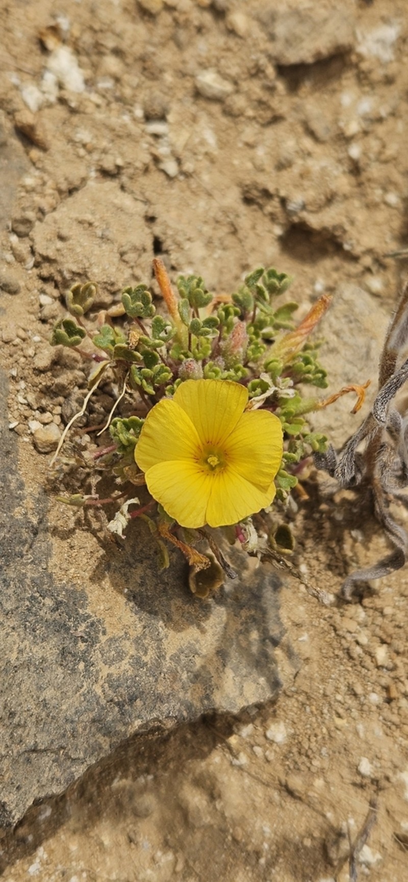 Oxalis ranchillos photo 2