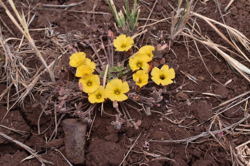 Oxalis ranchillos photo 3