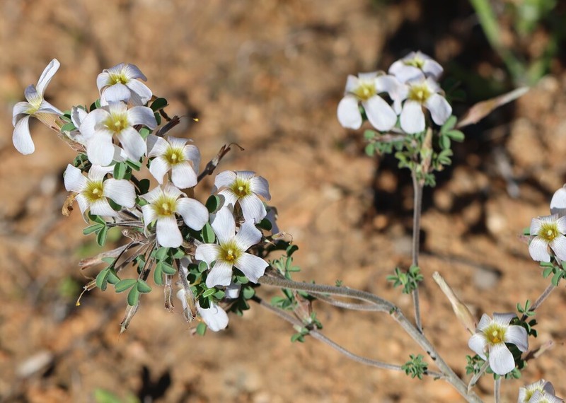 Oxalis reclinata photo 2