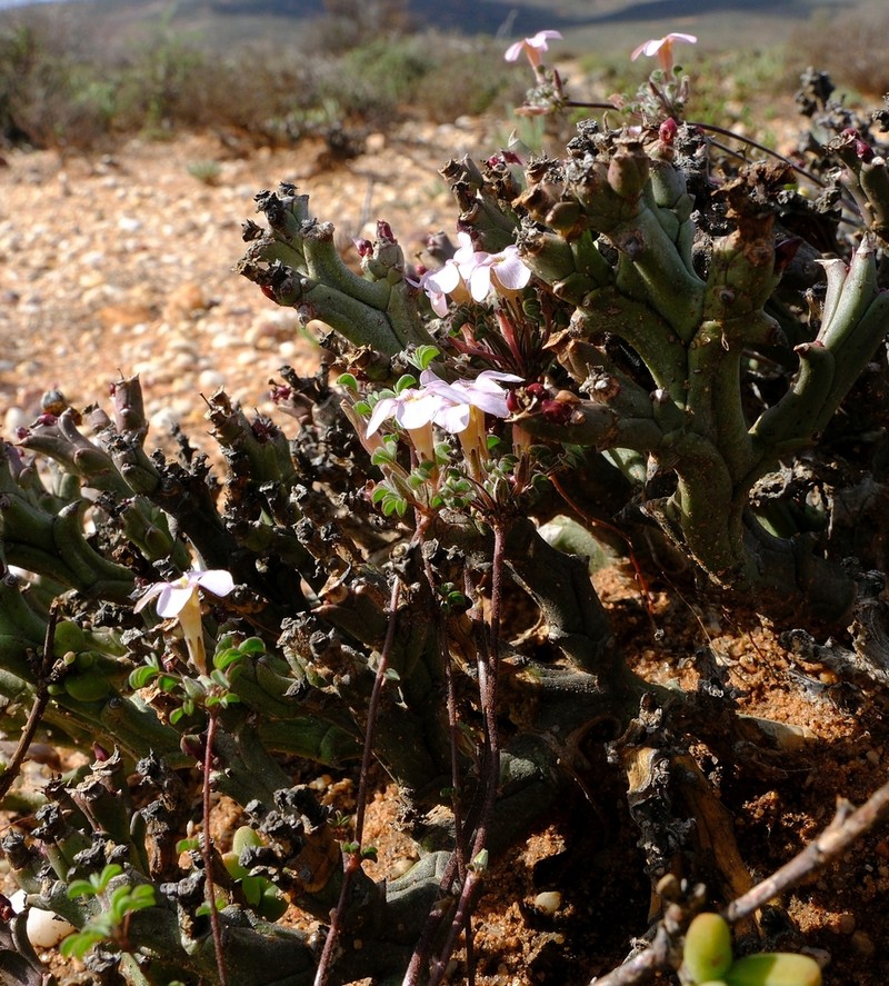 Oxalis reclinata photo 3
