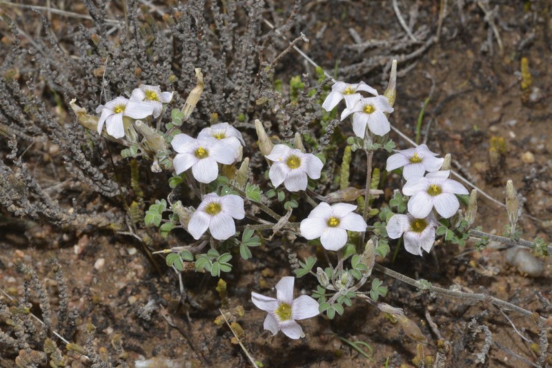 Oxalis reclinata photo 4