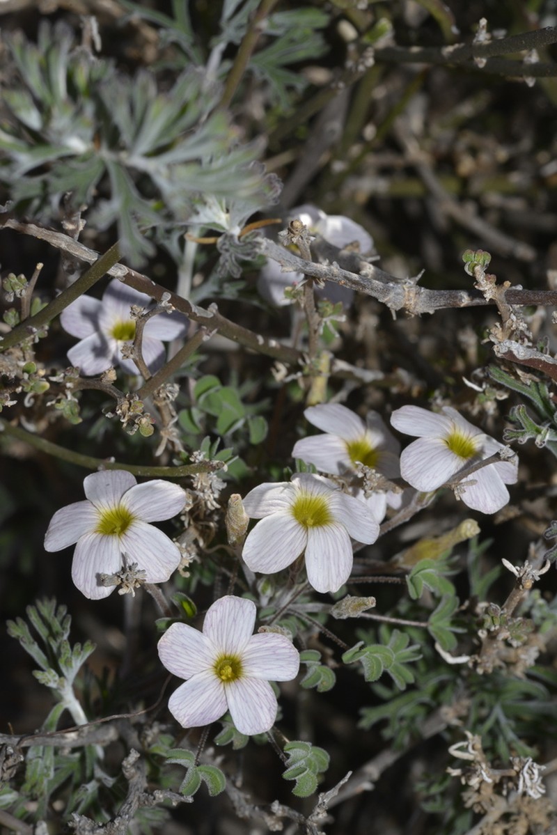 Oxalis reclinata photo 5