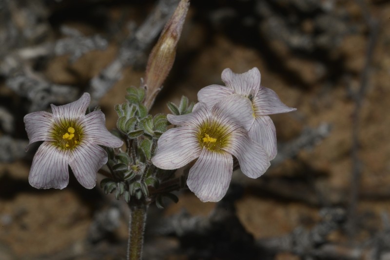 Oxalis reclinata photo 6