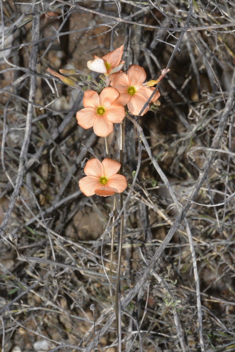 Oxalis reclinata photo 7
