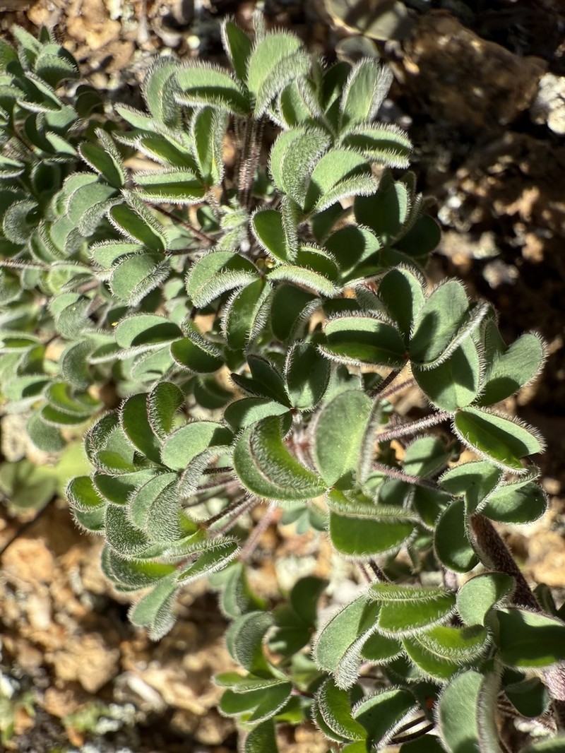 Oxalis reclinata photo 8