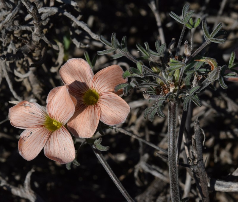 Oxalis reclinata var. reclinata