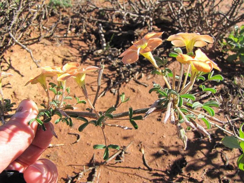 Oxalis reclinata var. reclinata photo 2