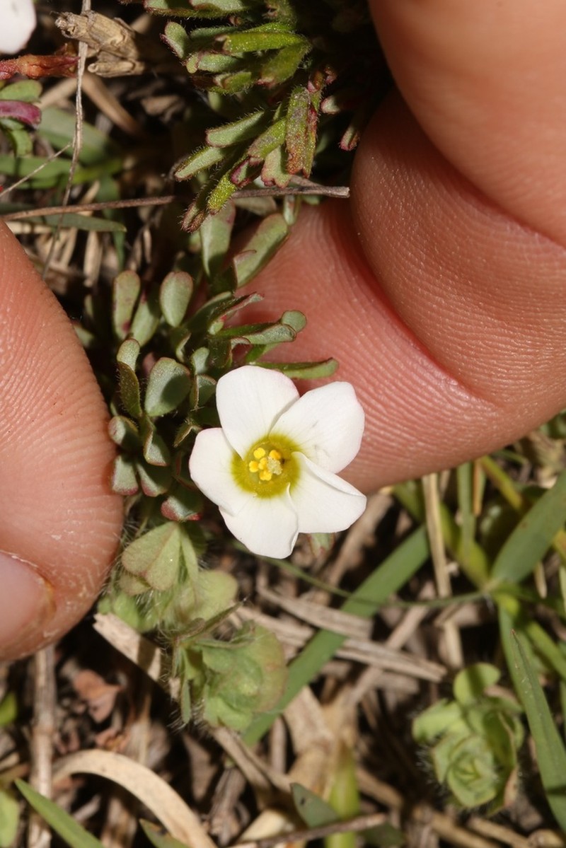 Oxalis recticaulis