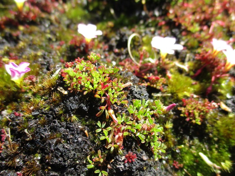 Oxalis recticaulis photo 2