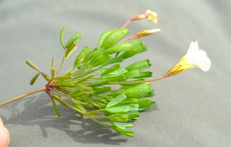 Oxalis recticaulis photo 3