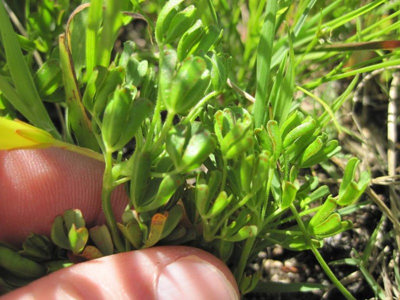 Oxalis recticaulis photo 4