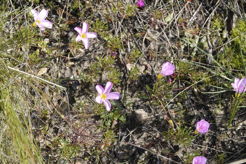 Oxalis recticaulis photo 6