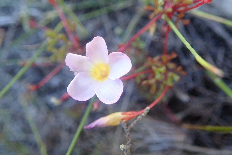 Oxalis recticaulis photo 7
