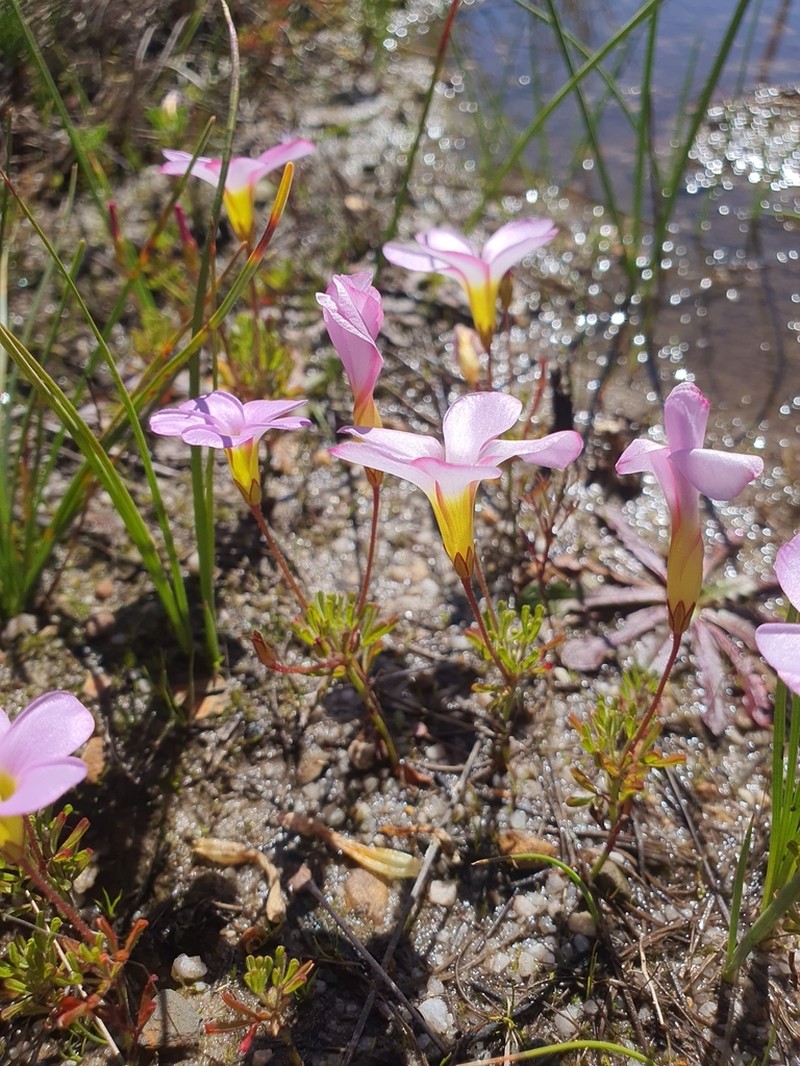 Oxalis recticaulis photo 8