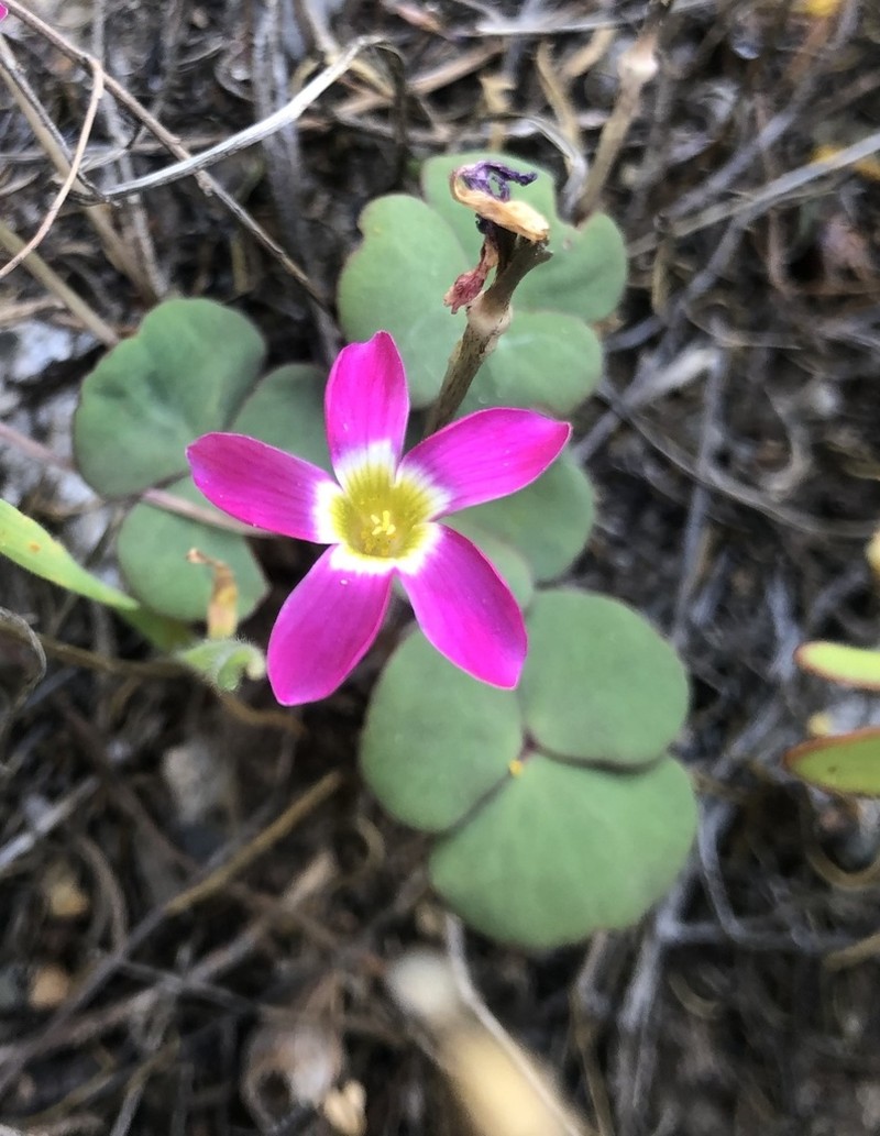 Oxalis reflexa