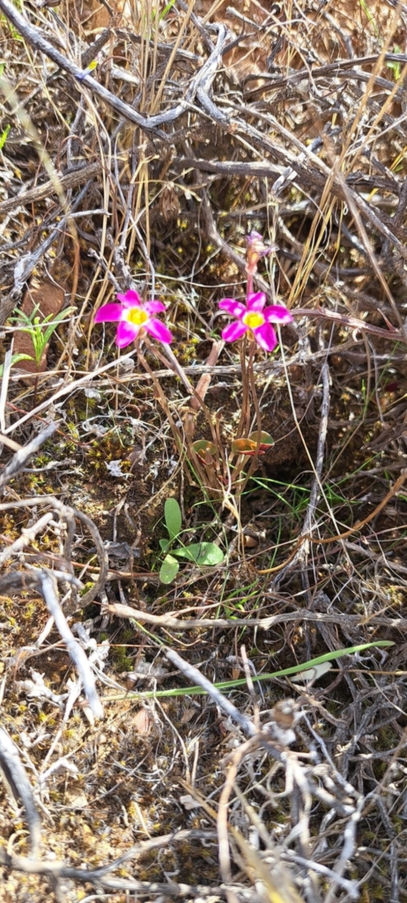 Oxalis reflexa photo 2