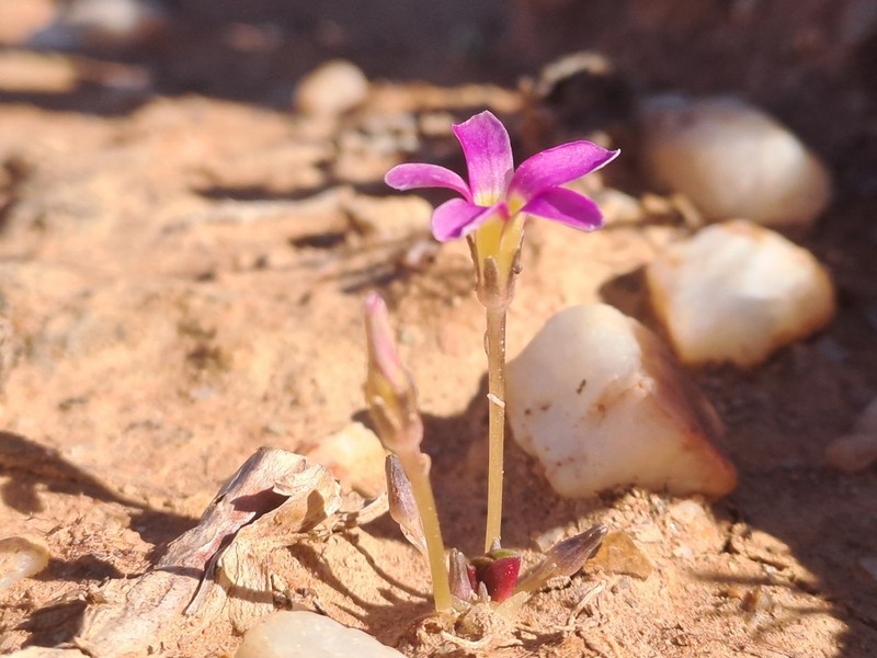 Oxalis reflexa photo 3