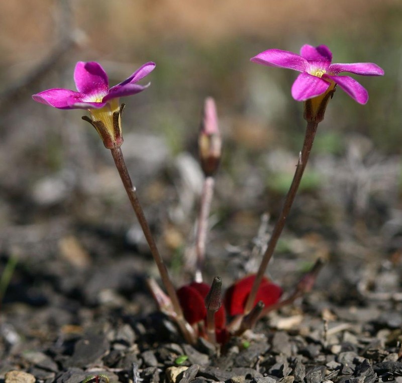 Oxalis reflexa photo 4