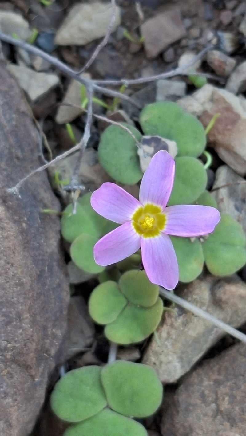Oxalis reflexa photo 5