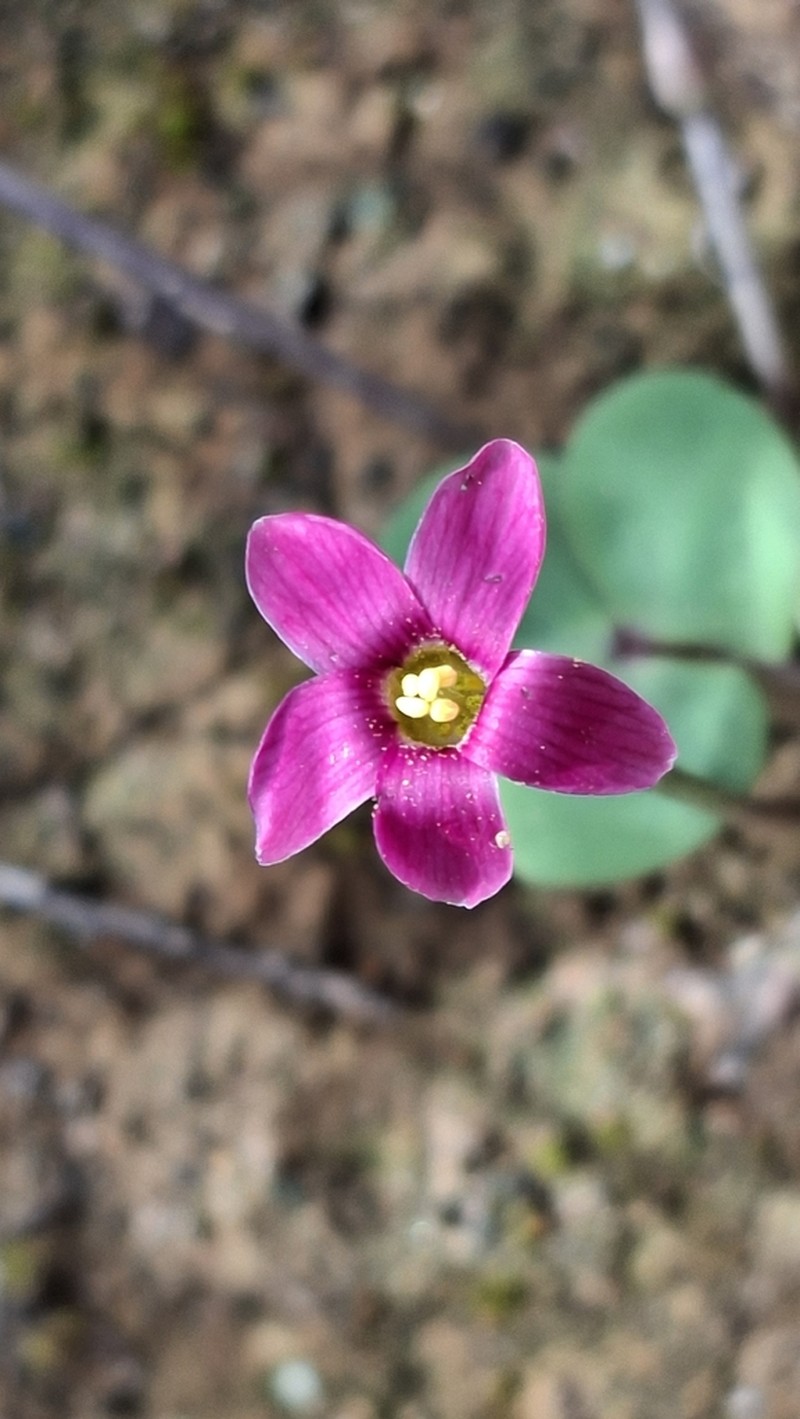 Oxalis reflexa photo 6