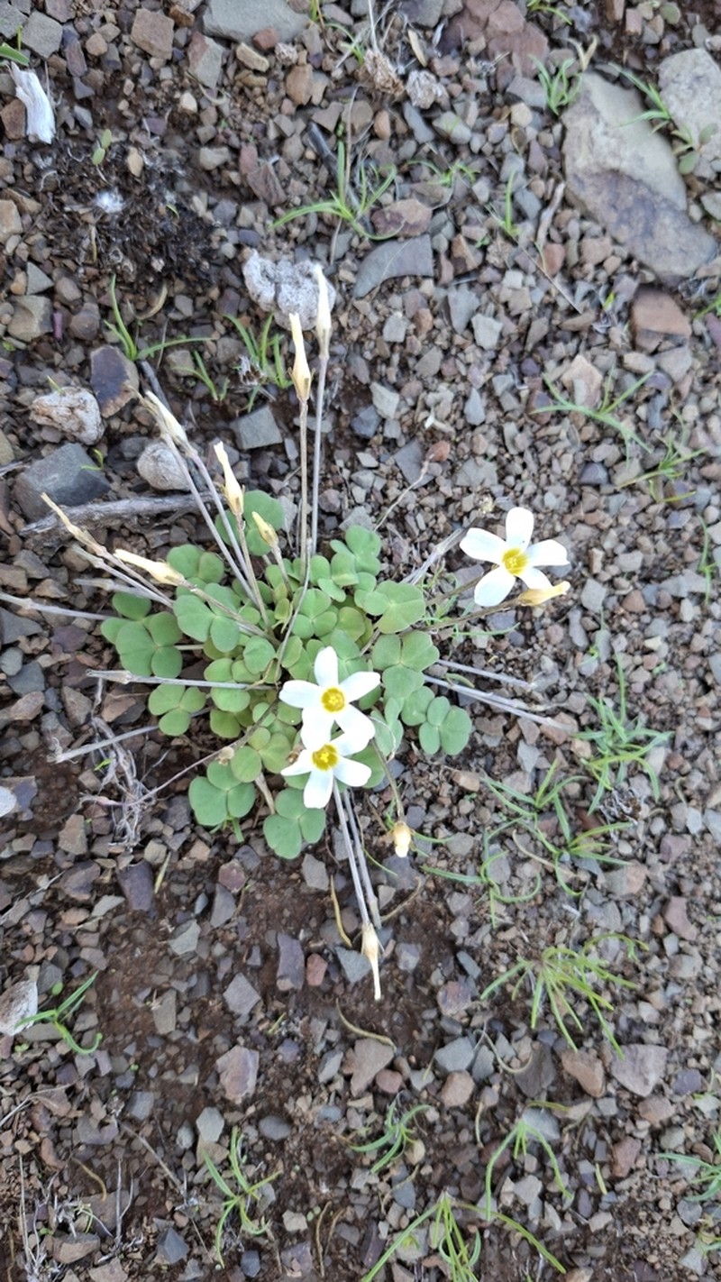 Oxalis reflexa photo 7