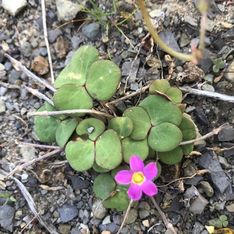 Oxalis reflexa photo 8