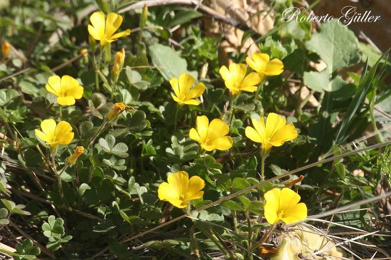Oxalis refracta