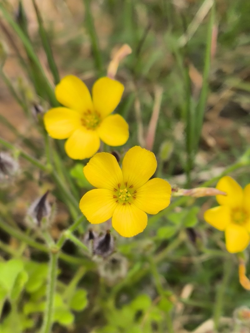 Oxalis refracta photo 2